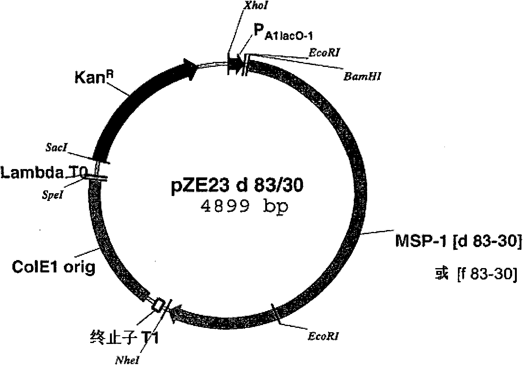 Recombinant malaria vaccine