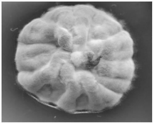 Ophiocordyceps sinensis and its application