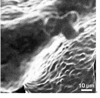 Electrode for electrochemical reduction of CO2 and preparation of formic acid and preparation method and application thereof