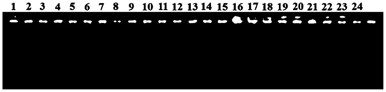 Molecular marker R061007 closely linked with rice blast resistance gene Pi2 and applications thereof