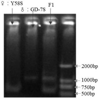 Molecular marker R061007 closely linked with rice blast resistance gene Pi2 and applications thereof