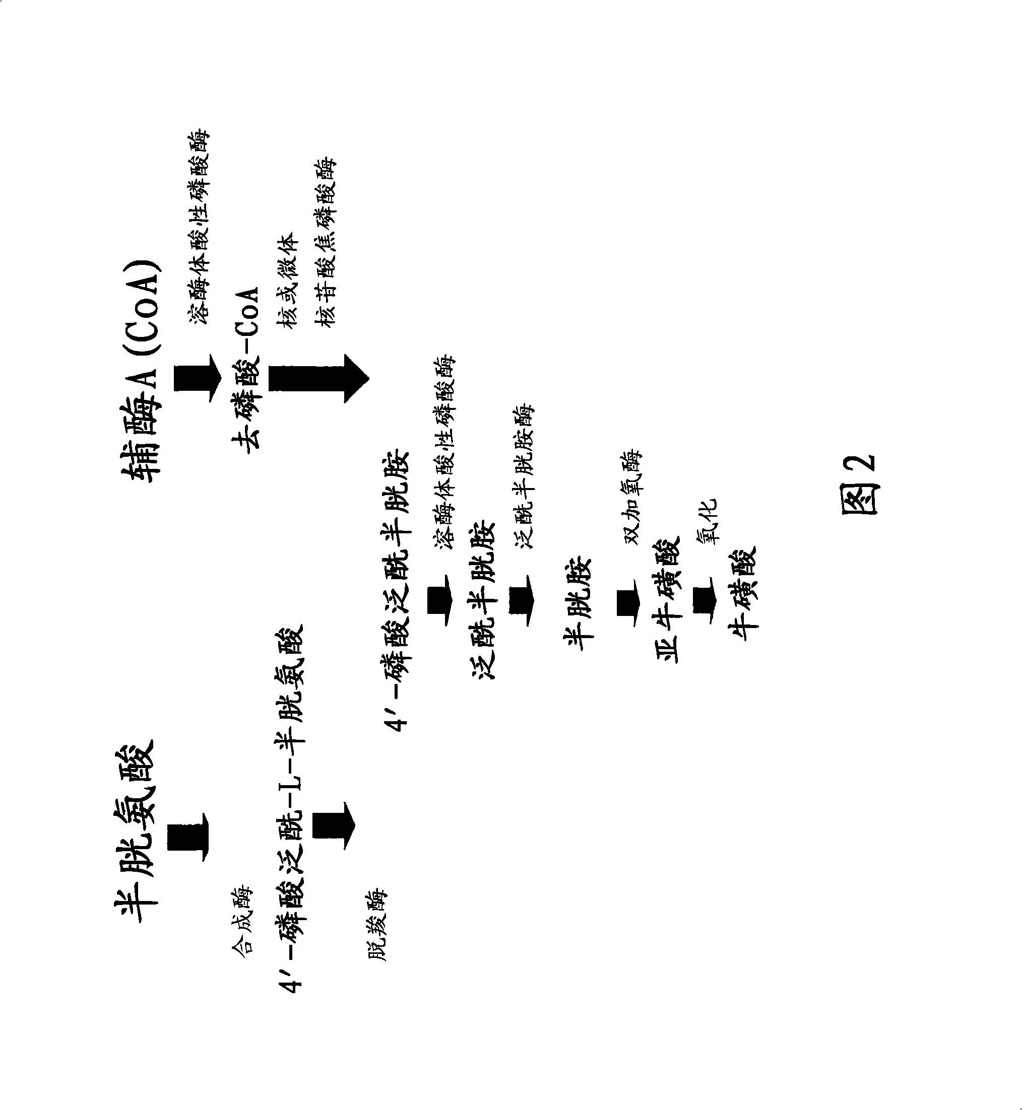 Materials and methods for treating viral infections with a cysteamine compound