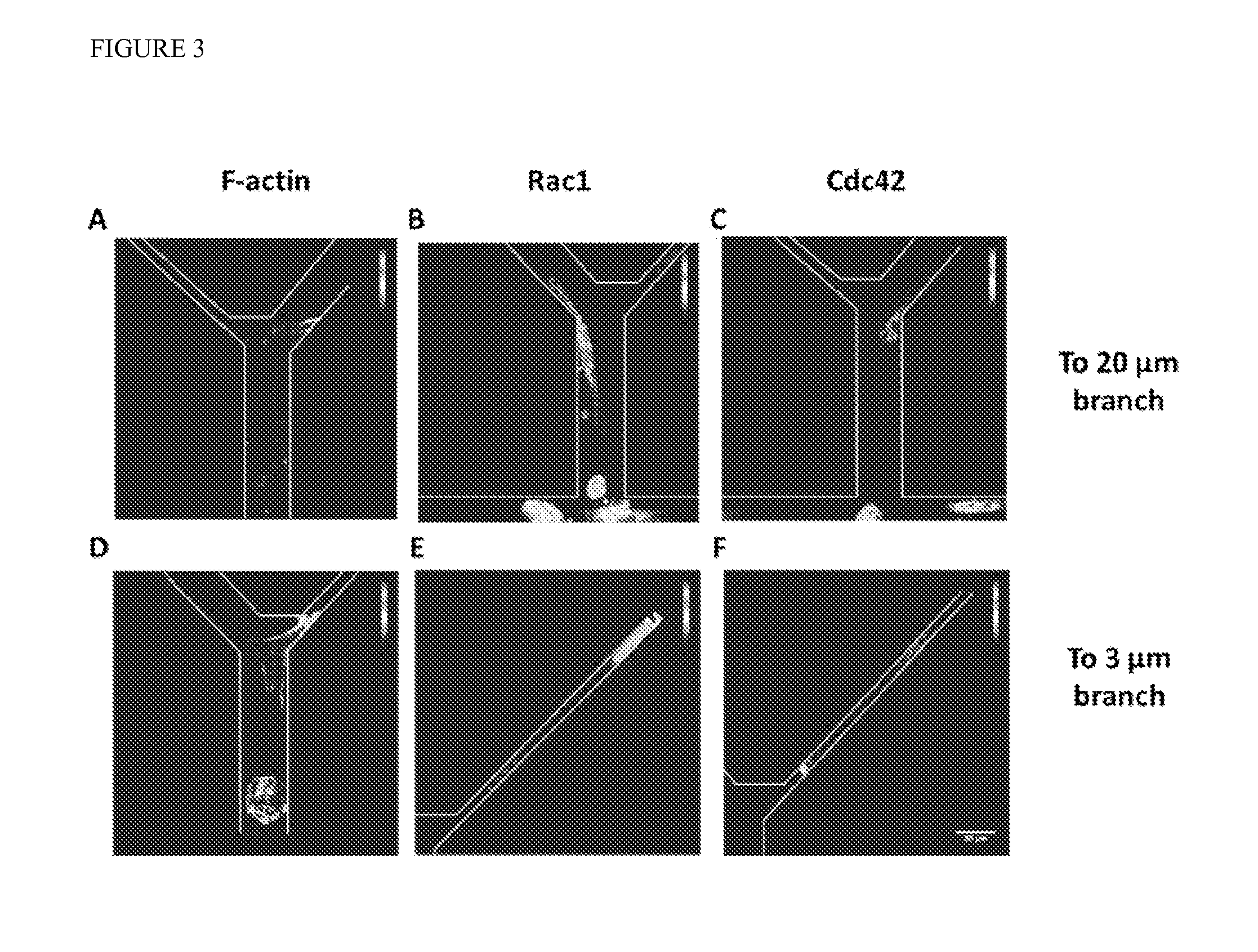 Microfluidic chip for analysis of cell motility and methods for using same