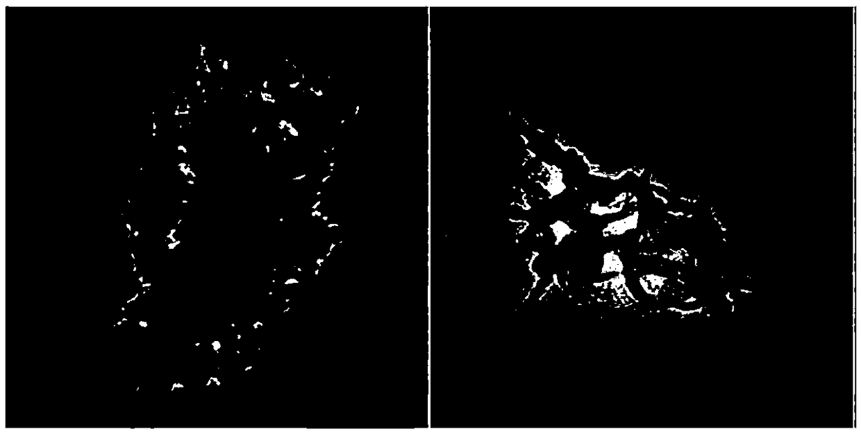 Preparation method of modified ultrafiltration membrane co-coated by utilizing dopamine and functional CNTs (Carbon Nanotubes)