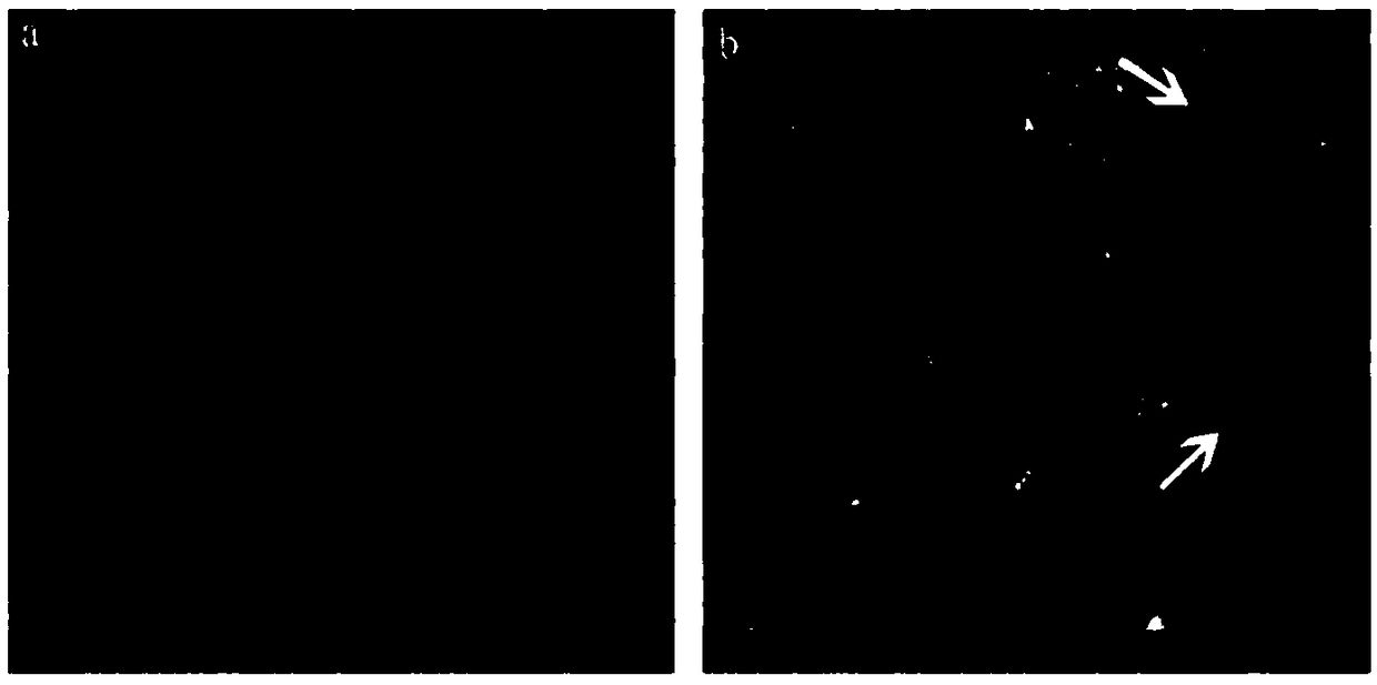 Preparation method of modified ultrafiltration membrane co-coated by utilizing dopamine and functional CNTs (Carbon Nanotubes)