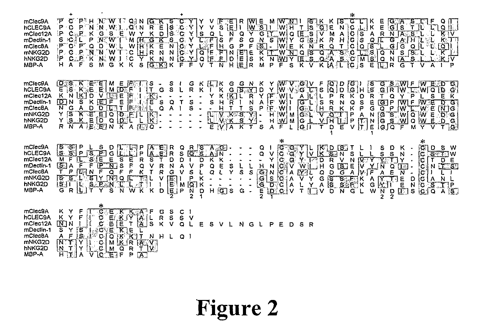 Dendritic cell marker and uses thereof