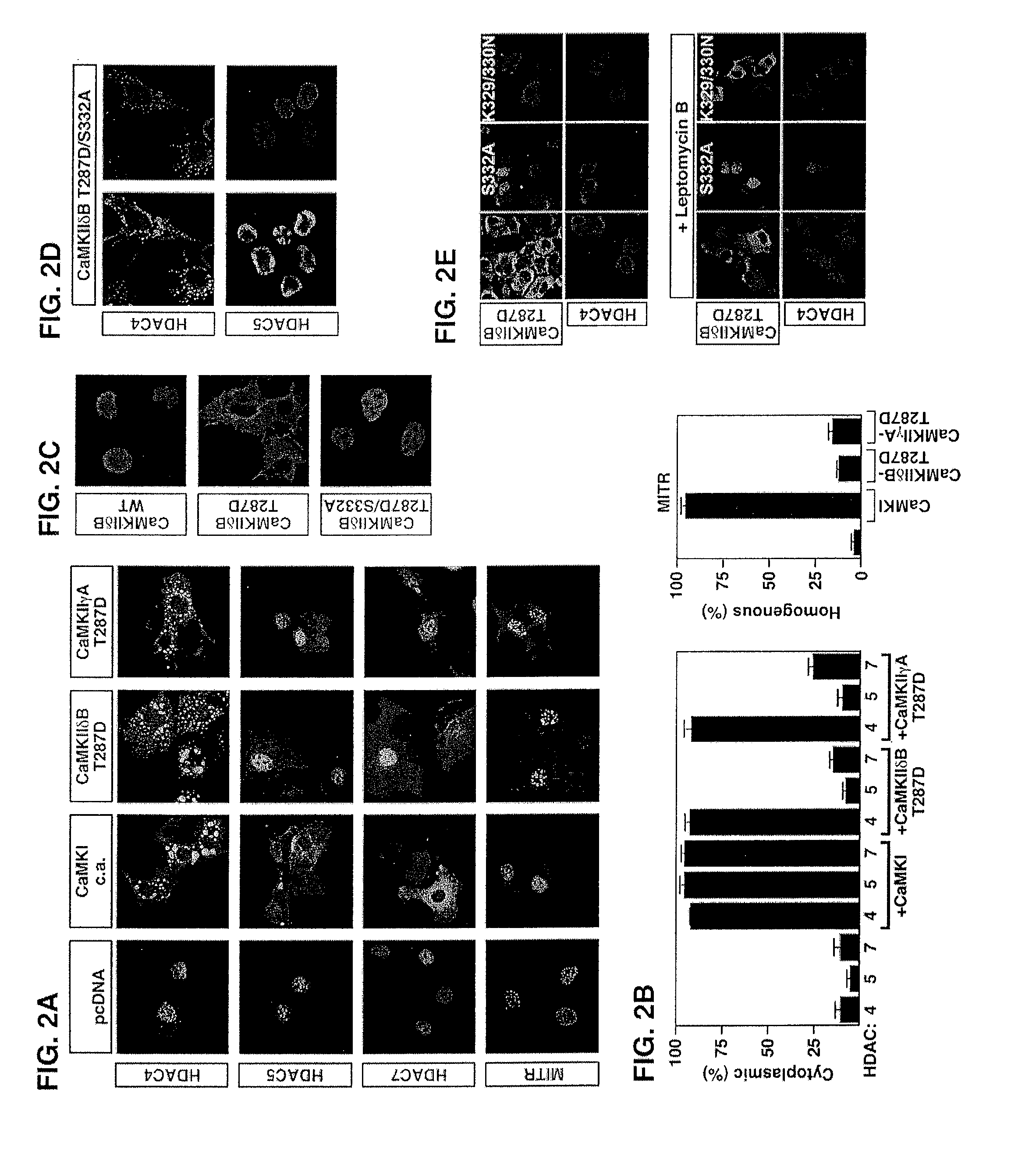 Methods of Treatment and Uses for CaMKII and Its Interaction with HDACs and Calpain