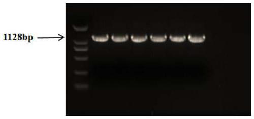 Molecular marking method for two mutation loci in 5' regulatory region of chicken MMP-11 gene and application in breeding of chicken sexual precocity traits