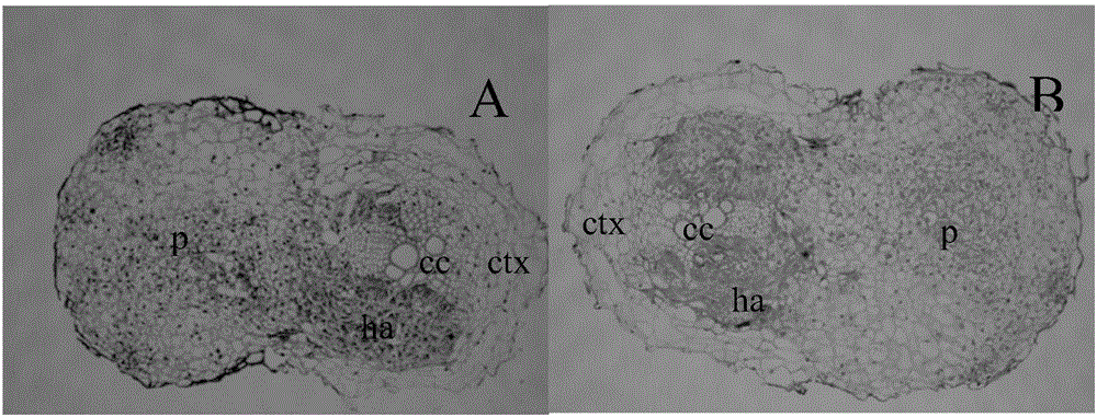 Co-culture method for researching interaction between parasitic weeds and host crops