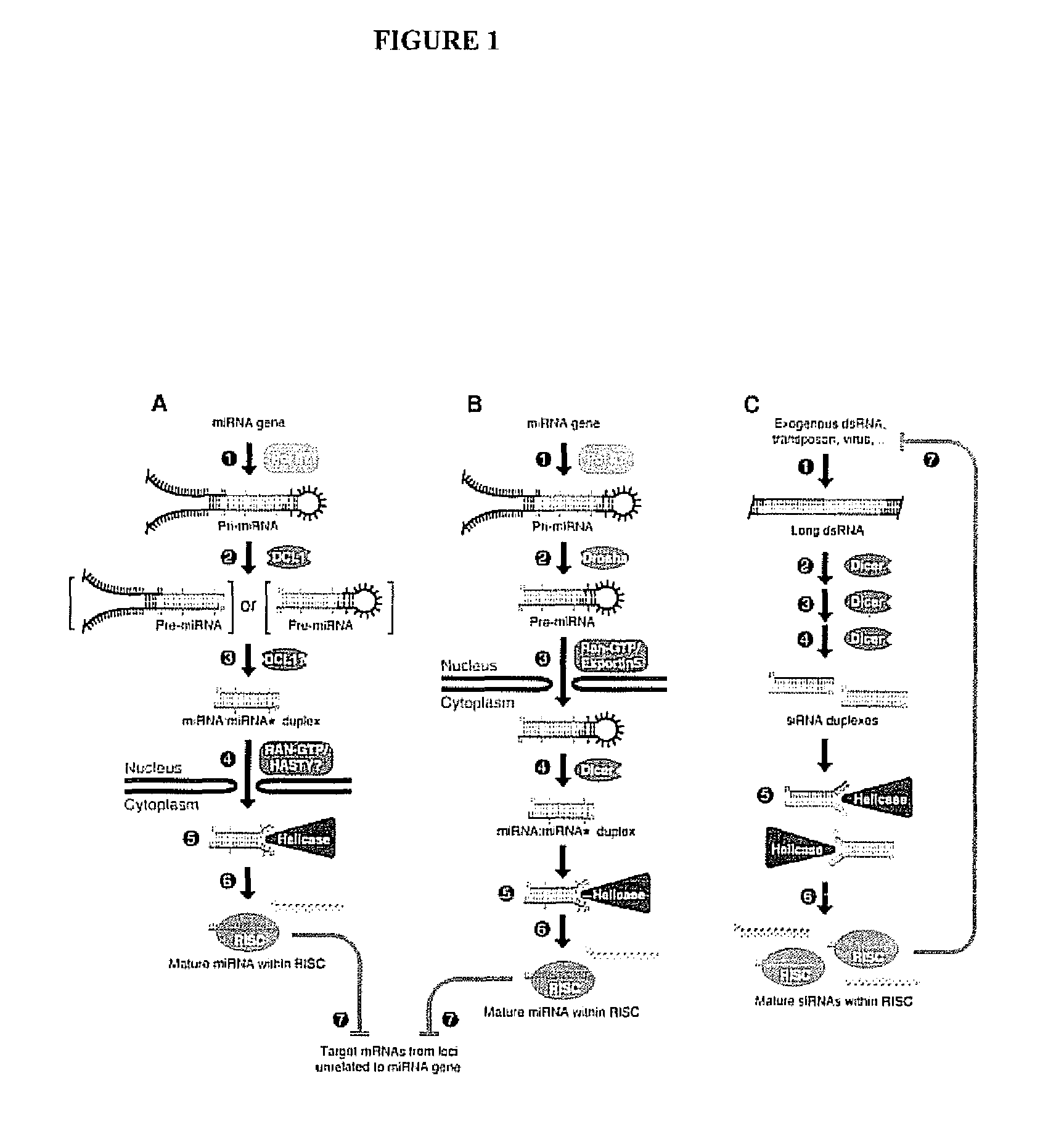 Lung cancer-related nucleic acids