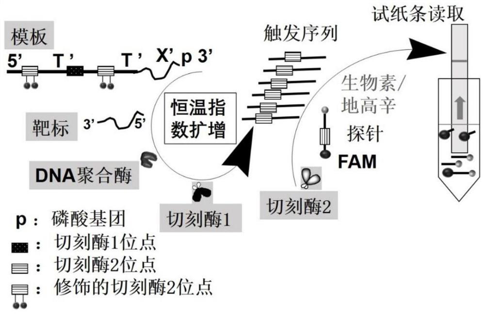 Visual nucleic acid detection method for simultaneously detecting one or plurality of kinds of target nucleic acids and application of visual nucleic acid detection method