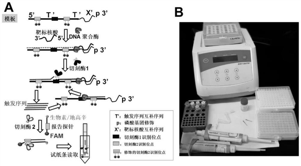 Visual nucleic acid detection method for simultaneously detecting one or plurality of kinds of target nucleic acids and application of visual nucleic acid detection method