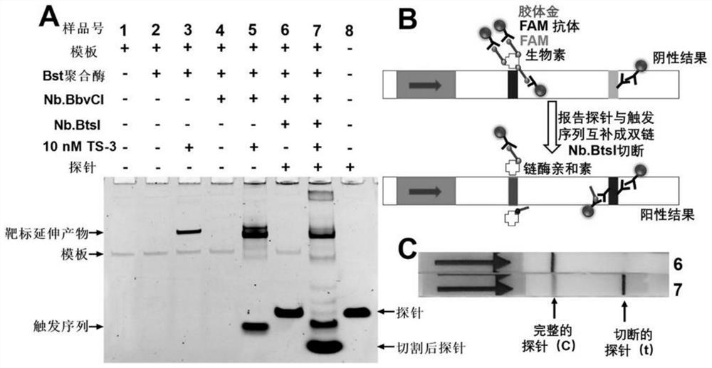 Visual nucleic acid detection method for simultaneously detecting one or plurality of kinds of target nucleic acids and application of visual nucleic acid detection method