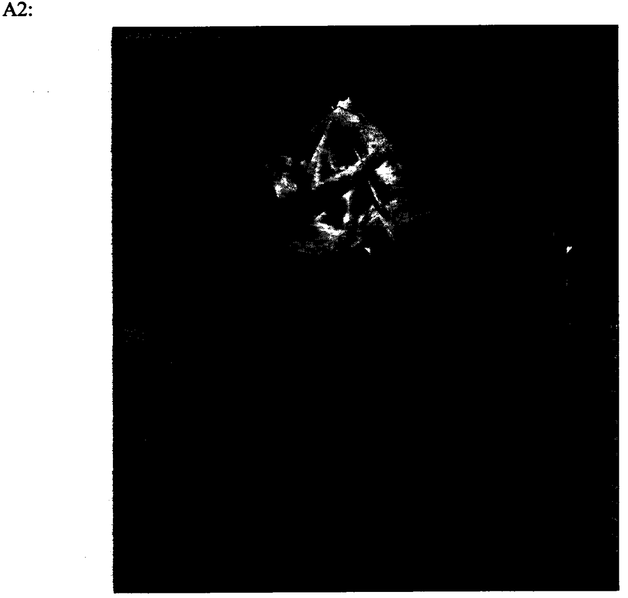 Method and kit for establishing beagle heart insufficiency model