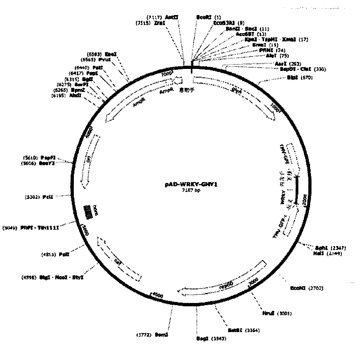 System and methods for the biocontrol of plant pathogens