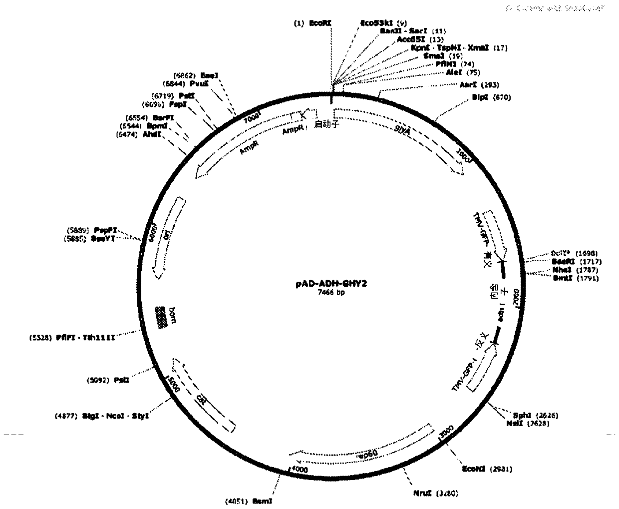 System and methods for the biocontrol of plant pathogens