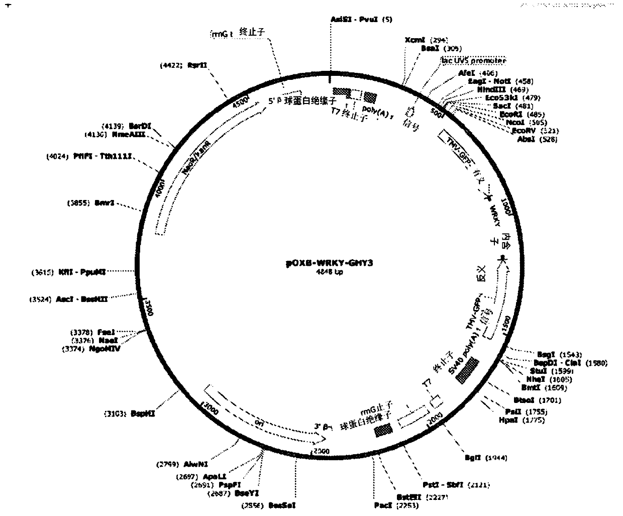 System and methods for the biocontrol of plant pathogens