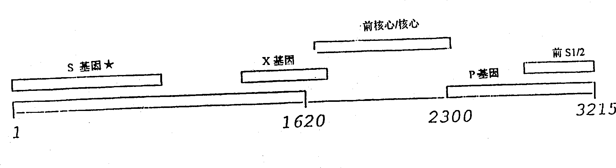 Vaccine-induced hepatitis B viral strain and uses thereof