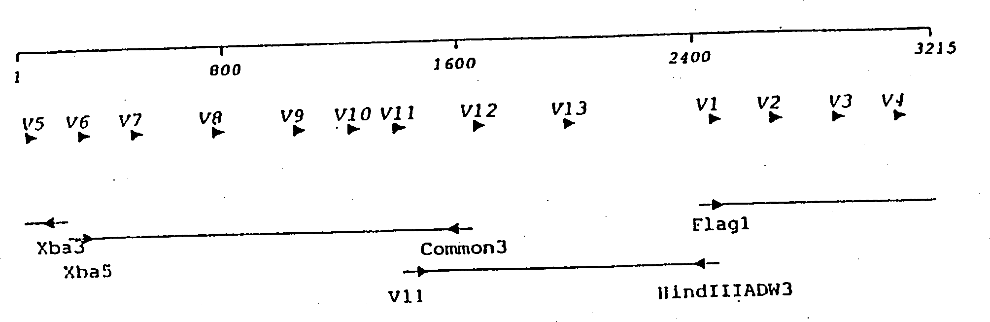 Vaccine-induced hepatitis B viral strain and uses thereof