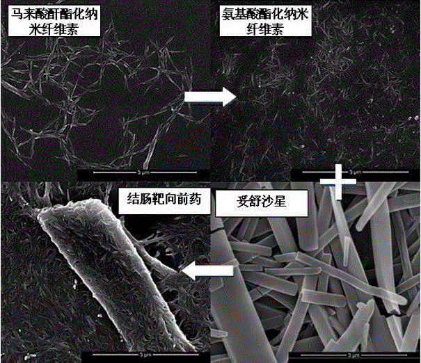 Colon-targeted pro-drug based on nanometer cellulose carrier and preparation method of colon-targeted pro-drug