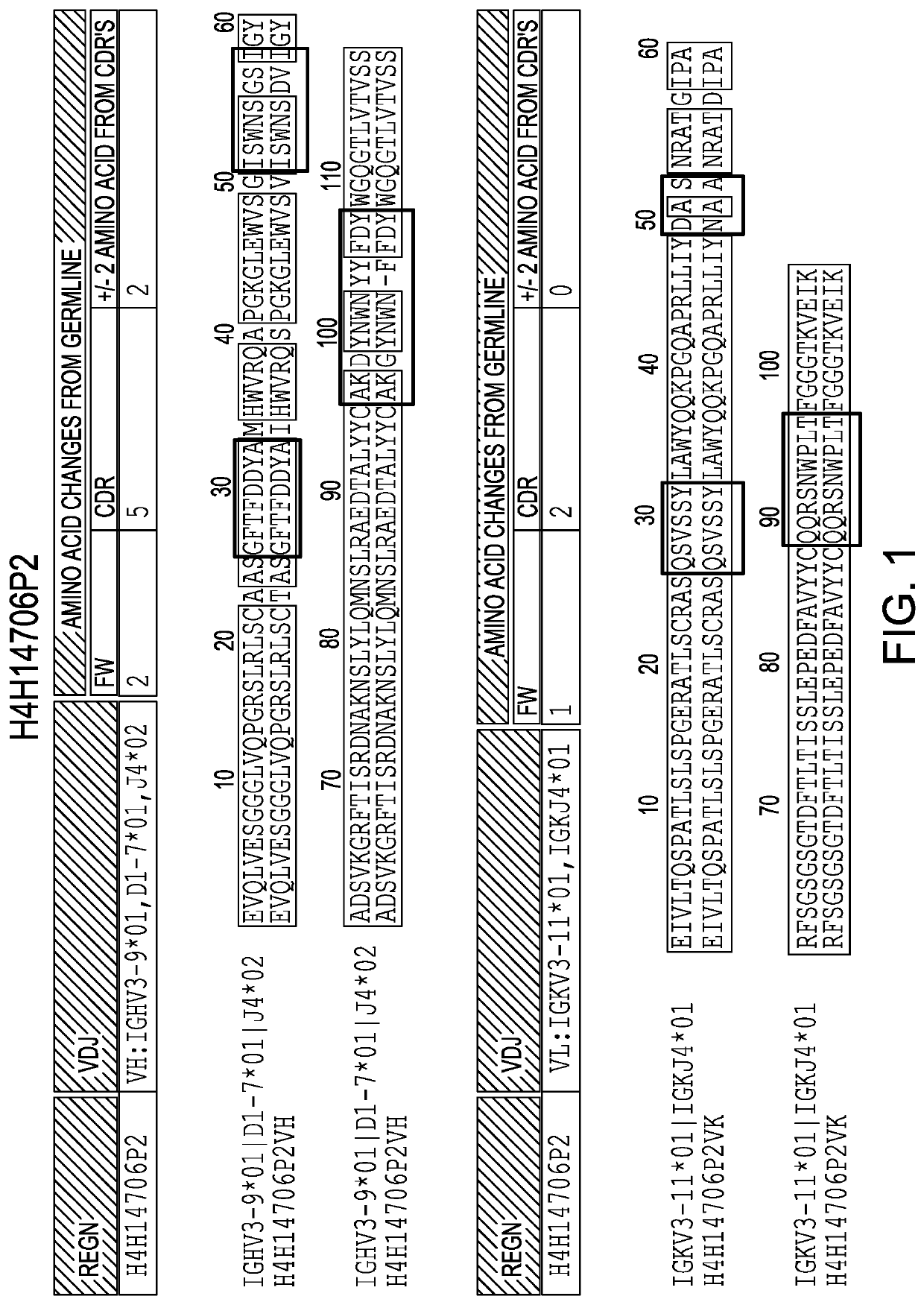 Anti-il36r antibodies