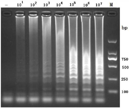 CPA primer set, reagent, kit and detection method and application thereof for detecting amdoparvovirus