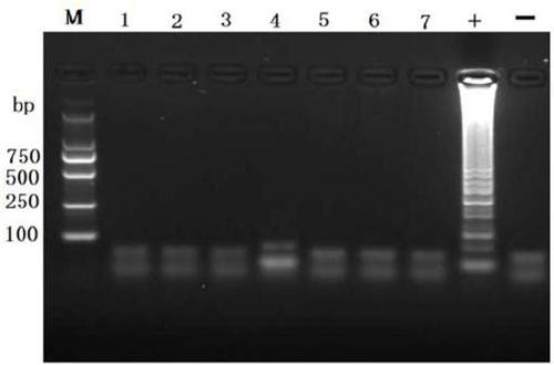 CPA primer set, reagent, kit and detection method and application thereof for detecting amdoparvovirus