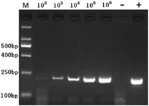 CPA primer set, reagent, kit and detection method and application thereof for detecting amdoparvovirus