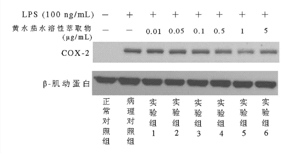 Method for treating and/or preventing inflammation and cutaneous photodamage by using water soluble extract from plant of Solanum genus and having photoprotective effect