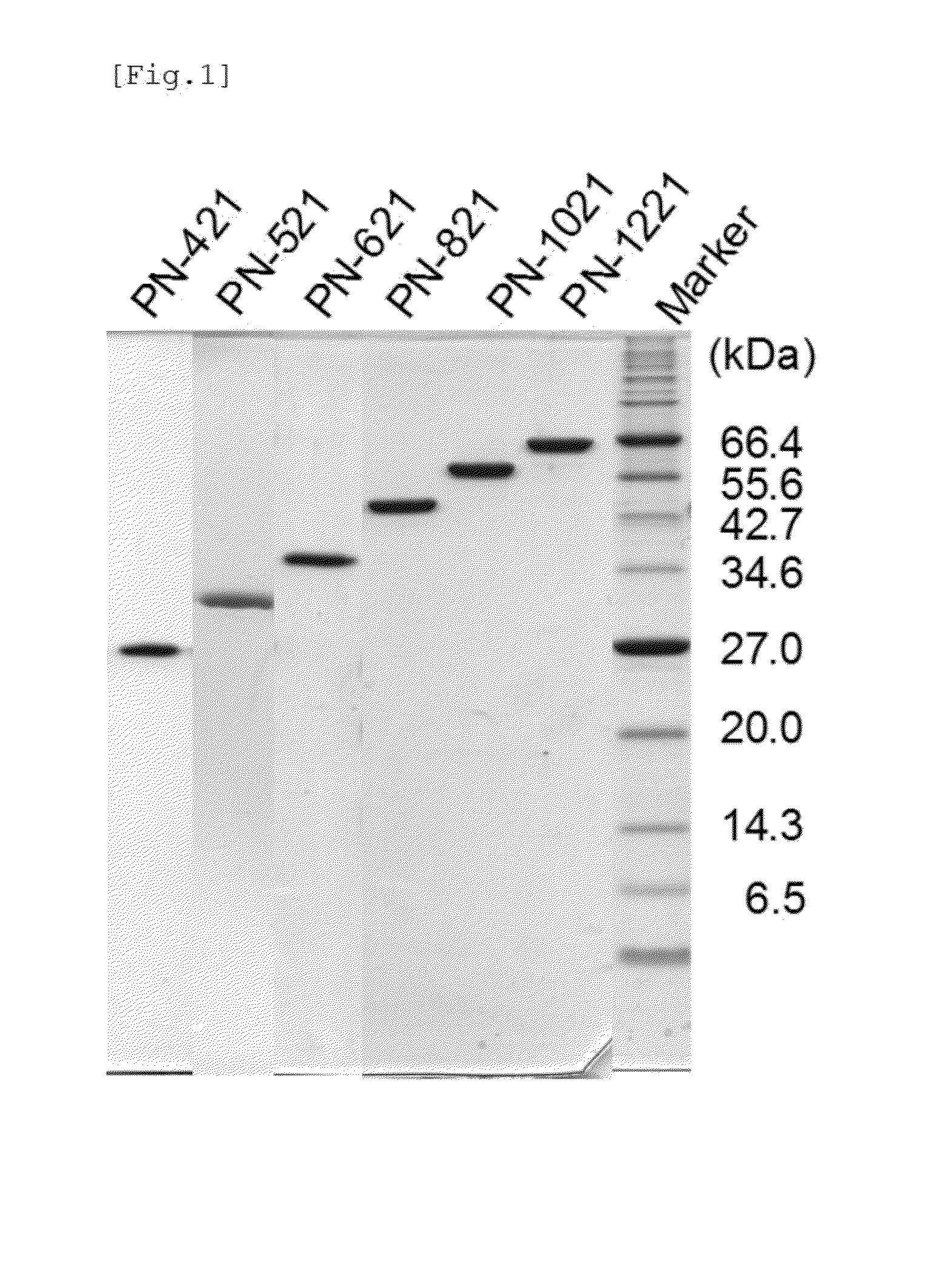 Multimeric immunoglobulin-binding domain