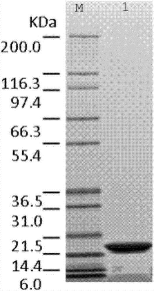 Purification method of recombinant human granulocyte colony-stimulating factor