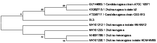 Efficient phosphorus-removing saccharomyces and application thereof in domestic sewage treatment