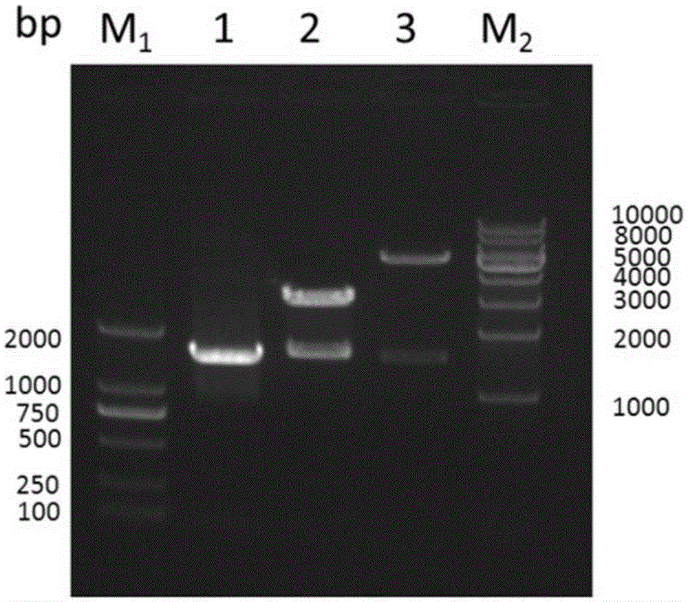 Application of novel fructosidase coding gene