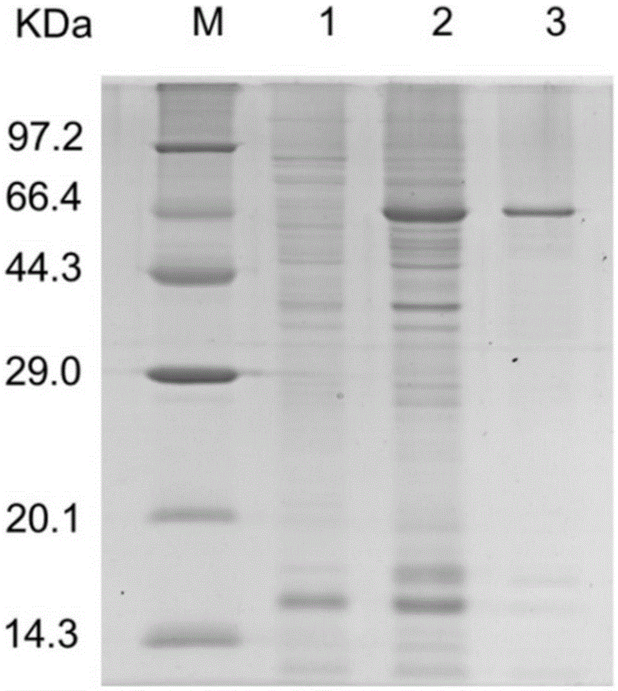 Application of novel fructosidase coding gene