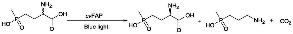 Fatty acid photodecarboxylase mutant and application thereof to synthesis of L-phosphinothricin