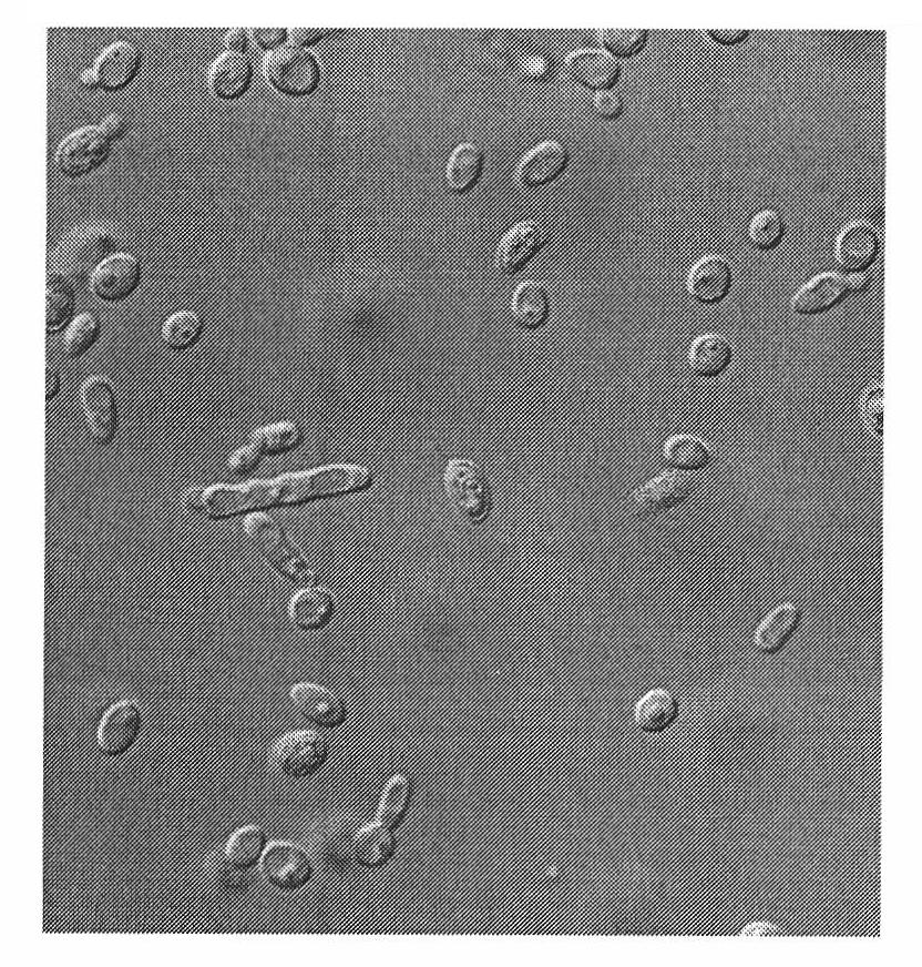 Pichia anomala strain capable of directly preparing xylose into alcohol