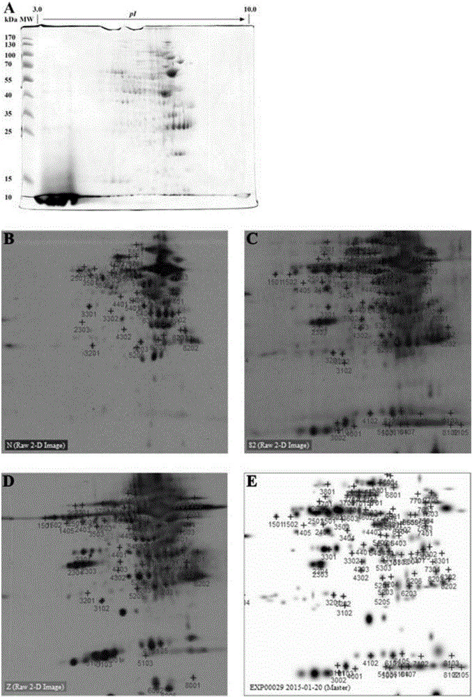 Gene expression product BLSJ-2 capable of diagnosing and identifying brucella and preparation method of gene expression product BLSJ-2