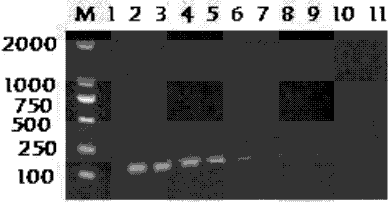 Bovine viral diarrhea virus nano-PCR detection kit and preparation method thereof