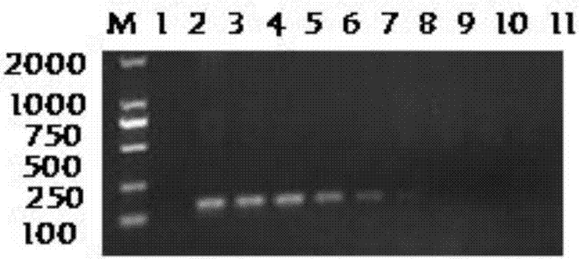 Bovine viral diarrhea virus nano-PCR detection kit and preparation method thereof