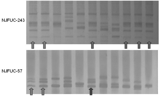 Method for identifying camellia oleifera cultivar and special primer and kit thereof