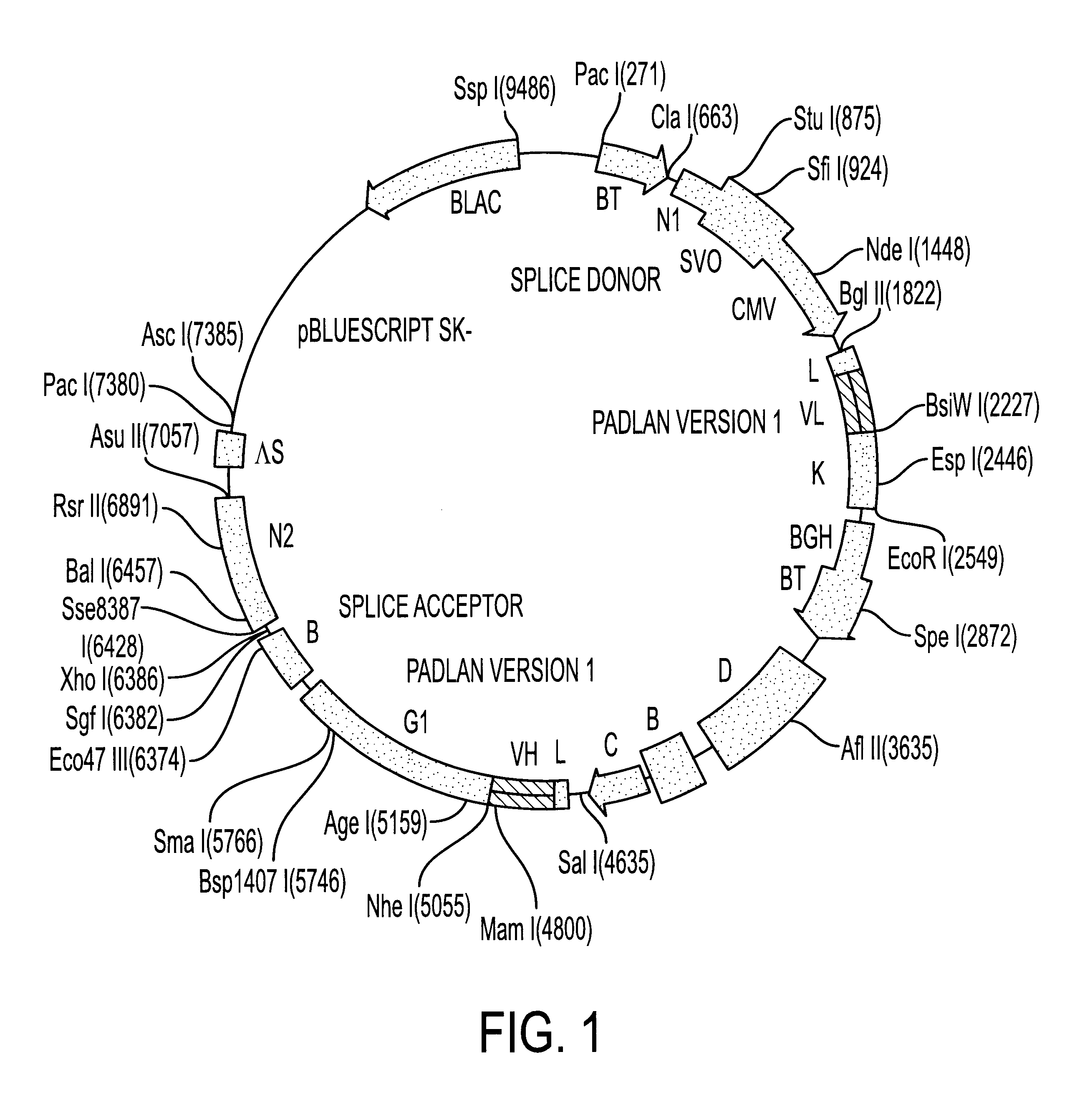 Methods of treating autoimmune diseases with gp39-specific antibodies