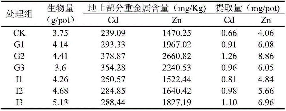 Method of accelerating accumulation of heavy metals cadmium and zinc by sedum alfredii hance