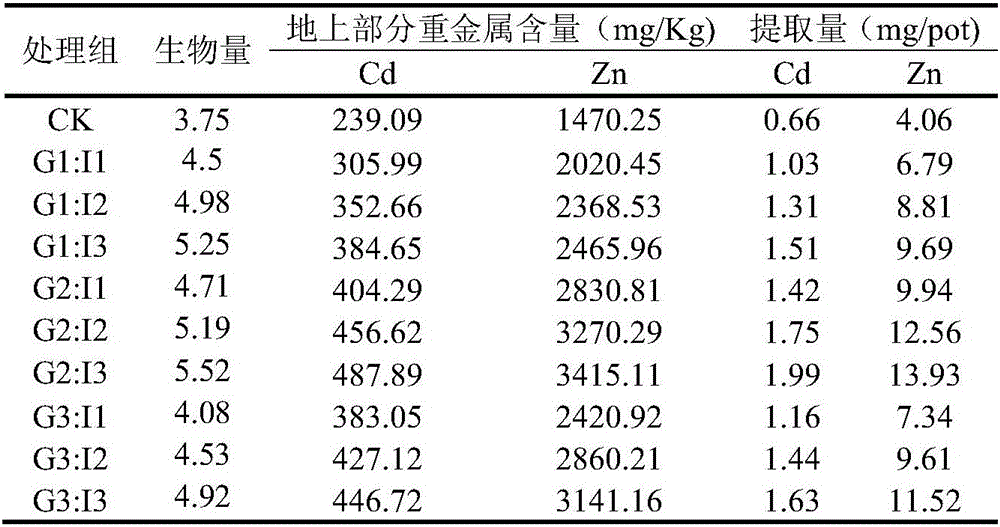 Method of accelerating accumulation of heavy metals cadmium and zinc by sedum alfredii hance