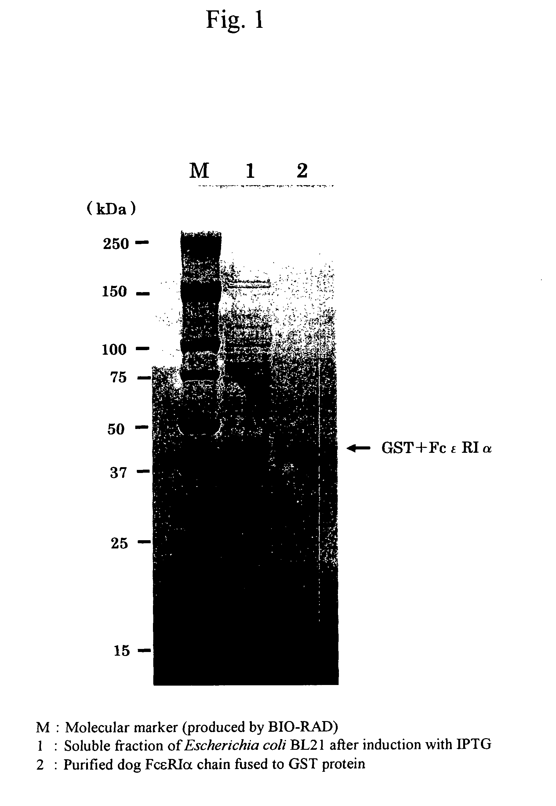 Mite allergen