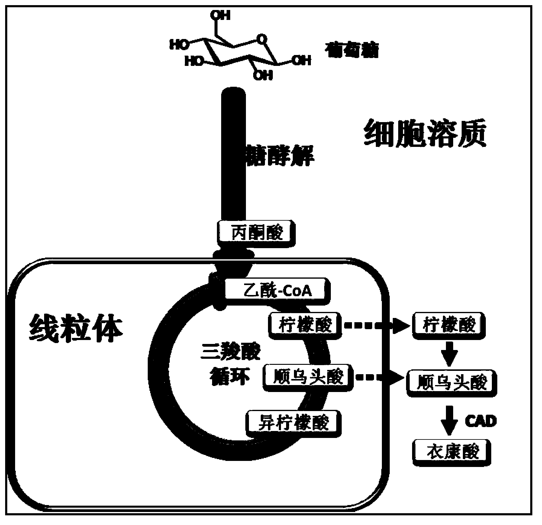 Itaconic acid fermentation yield improvement bacterial strain, construction method thereof and itaconic acid production method using bacterial strain