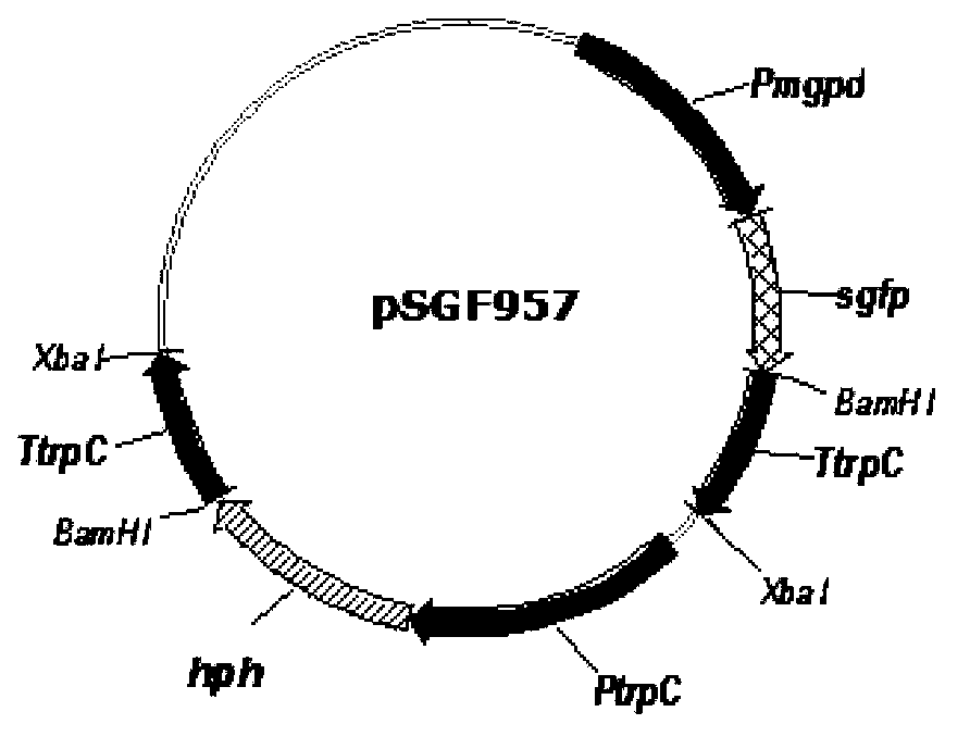 Itaconic acid fermentation yield improvement bacterial strain, construction method thereof and itaconic acid production method using bacterial strain