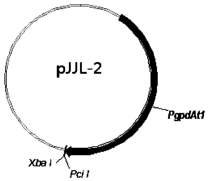 Itaconic acid fermentation yield improvement bacterial strain, construction method thereof and itaconic acid production method using bacterial strain