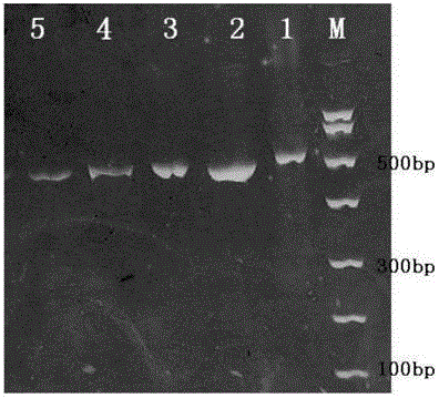 Method and oligonucleotide for detecting δf508 mutation of cftr gene