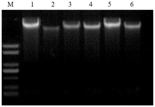 SSR molecular markers for identifying Paeonia sect. Moutan variety and application thereof