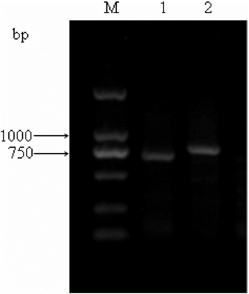 Porcine reproductive and respiratory syndrome virus nano PCR differential diagnosis kit and detection method thereof